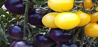 Description de la variété de tomate Blueberry-Creamy et de sa technologie agricole