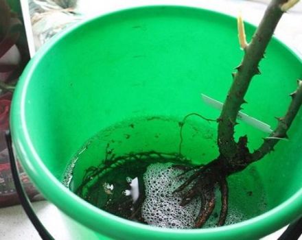 Rules and features of autumn planting of roses with an open root system