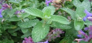 Description des variétés et types de menthe avec des noms qui existent