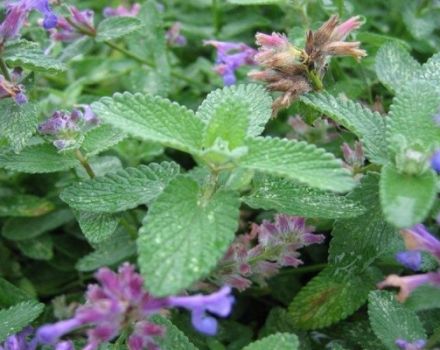 Description des variétés et types de menthe avec des noms qui existent