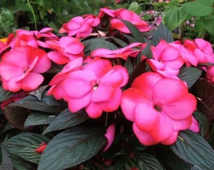 Planter et cultiver du baume de Nouvelle-Guinée, comment se propager et entretenir