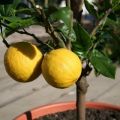 Comment et quand transplanter un citron dans un autre pot à la maison