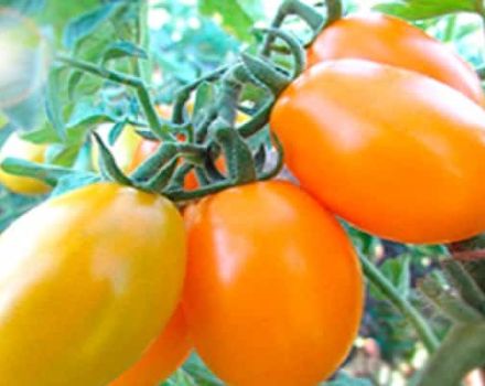 Description de la variété de tomate Gold of the East, ses caractéristiques et sa productivité