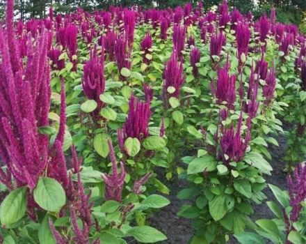 Propriétés utiles et utilisation de l'amarante en cosmétologie et médecine populaire