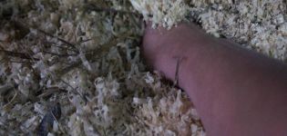 Organisieren und pflegen Sie Bakterien für Streu in einem Hühnerstall mit Ihren eigenen Händen