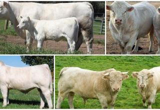Description et caractéristiques des bovins charolais, caractéristiques du contenu