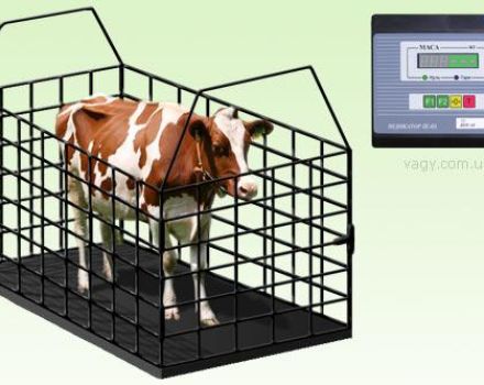 Table for measuring live weight of cattle, top-3 methods of determination