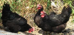 Description des 6 meilleures races de poulets au plumage noir et règles d'élevage