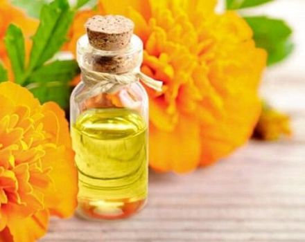 Medizinische Eigenschaften und Kontraindikationen von Ringelblumen, Nutzen und Schaden für die Gesundheit