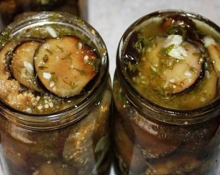 6 besten Rezepte für gebackene Auberginen für den Winter