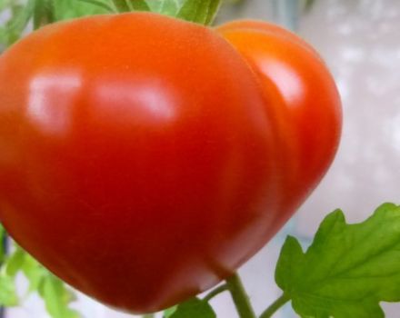Characteristics and description of the Budenovka tomato variety, its yield