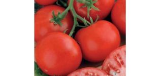 Description of the tomato variety Aristocrat, cultivation features and yield