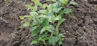 Plum breeding methods at home in summer, autumn and spring