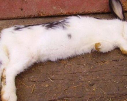 Warum Kaninchen sterben, die Hauptgründe und was zu Hause zu tun ist