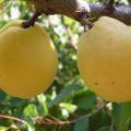 Beschreibung der Aprikosensorte Limonka und Ertragsmerkmale, Nuancen des Anbaus