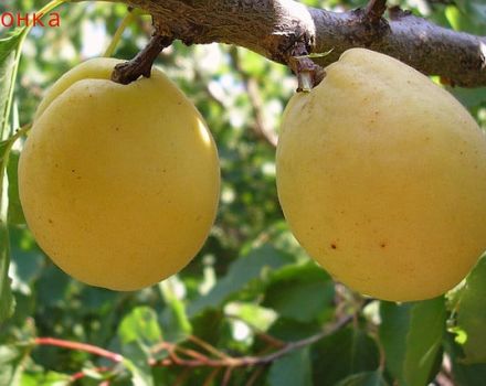 Beschreibung der Aprikosensorte Limonka und Ertragsmerkmale, Nuancen des Anbaus