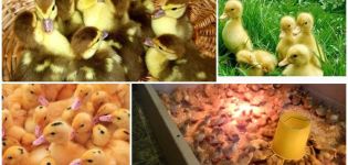 Pflege und Pflege von eintägigen Entenküken, wie sie aussehen und die Temperatur im Brutapparat