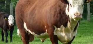 Durée de vie moyenne des taureaux sauvages et combien d'années les gens les gardent