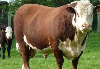 Durée de vie moyenne des taureaux sauvages et combien d'années les gens les gardent