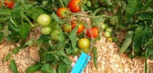 Description of the tomato variety Leningradskiy Kholodok, cultivation features and yield