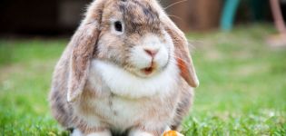 Surnoms amusants et originaux pour les lapins, comment habituer votre animal à un nom