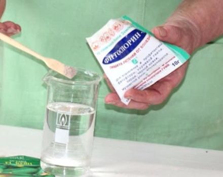 Warum haben sich Gurkensämlinge ausgestreckt und was ist zu tun?