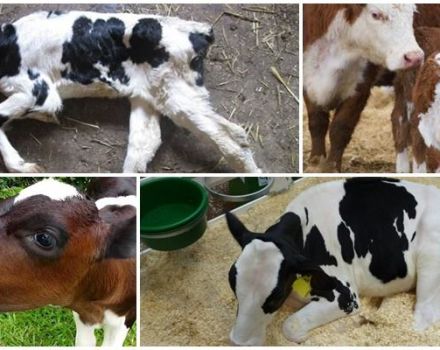 Ursachen und Symptome von Paratyphus bei Kälbern, Behandlung und Vorbeugung