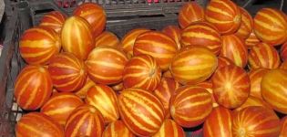 Description de la variété de melon vietnamien, caractéristiques de culture et d'entretien