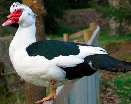 Aus welchen Gründen legen Indofrauen überhaupt keine Eier und was zu tun ist, Prävention