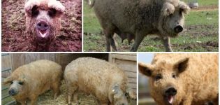 Eigenschaften einer Hybride aus Schaf und Schwein, Merkmale und Inhalt der Rasse