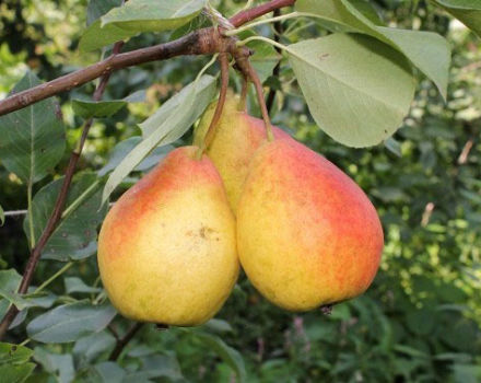 Description et caractéristiques des variétés de poires Severyanka, types et règles de culture