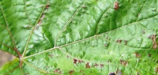 Comment traiter les raisins à partir de l'anthracnose, les mesures de traitement et de contrôle avec des moyens folkloriques et chimiques