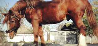 Caractéristiques de la race de cheval à fort tirant d'eau soviétique et règles d'entretien