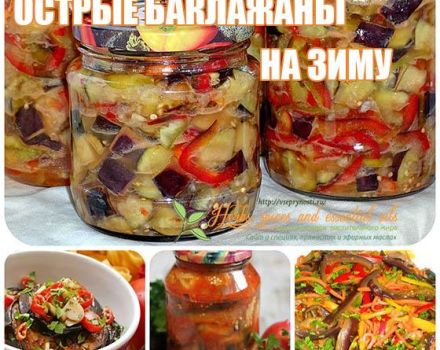 5 besten Rezepte zum Kochen von würzigen Auberginen für den Winter und Lagerung