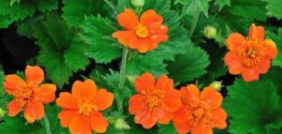 Planting and caring for gravilat in the open field, the best varieties and cultivation