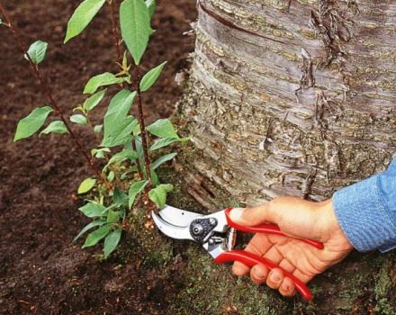 Comment se battre et se débarrasser des pousses de cerisier dans le jardin sur le site pour toujours de vos propres mains