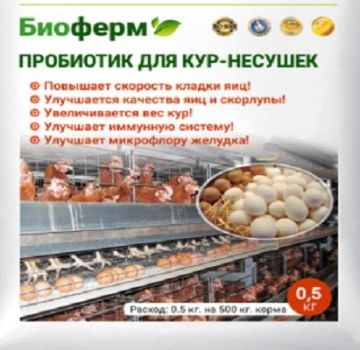 Descriptions des meilleurs probiotiques pour poules pondeuses, indications et comment les administrer correctement