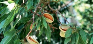 Description des variétés d'amandes à trois lobes, technologie de plantation et d'entretien
