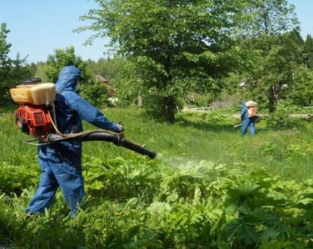 Description des meilleurs herbicides de la berce du Caucase et des règles de traitement des médicaments