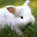 Description et caractéristiques des lapins de la race Hermelin et les règles de leur entretien
