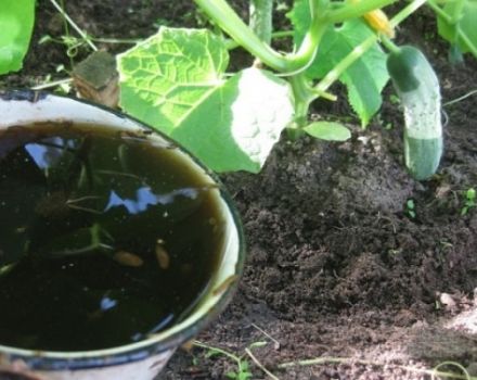 Wie oft Gurken gießen, wann und zu welcher Zeit ist es besser