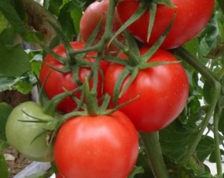 Description de la variété de tomates Kupets, ses caractéristiques et son rendement