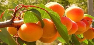 Description of the Apricot variety Olympus, yield characteristics and cultivation