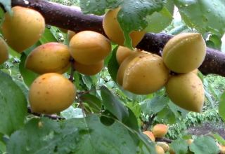Description de la variété d'abricot du Manitoba, rendement, plantation et entretien
