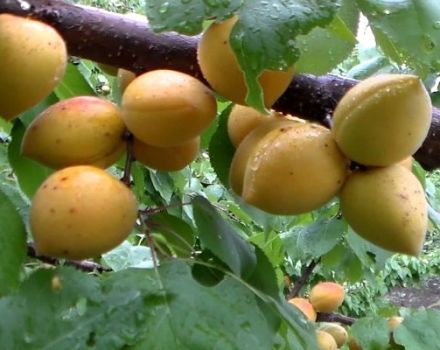 Description de la variété d'abricot du Manitoba, rendement, plantation et entretien