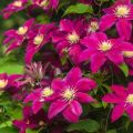 Wie kann man Clematis im Herbst füttern, den besten Dünger für Blumen?