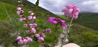 Propriétés médicinales et contre-indications à l'utilisation de l'herbe de bruyère, composition