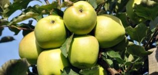 Eigenschaften und Beschreibung der Apfelsorte Ainur, Geschmacksbeurteilung und Krankheitsresistenz