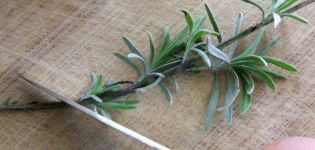 Comment propager la lavande par graines et diviser le buisson, superposer et boutures