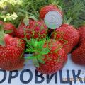 Description et caractéristiques des fraises Borovitskaya, culture et reproduction